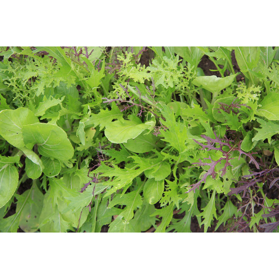 SALAD GREEN; Asian leaves mix